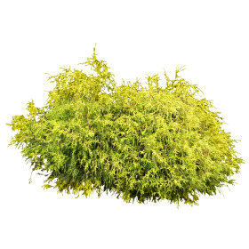 高清灌木PNG透明图片素材，动植物元素植物设计下载
