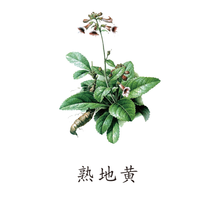 药材熟地黄高清PNG透明图，动植物元素植物PSD素材下载