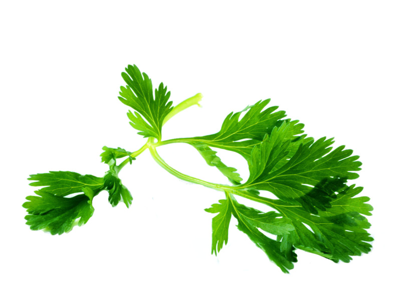 法国香菜与欧芹高清PNG透明图片素材，动植物元素植物设计下载