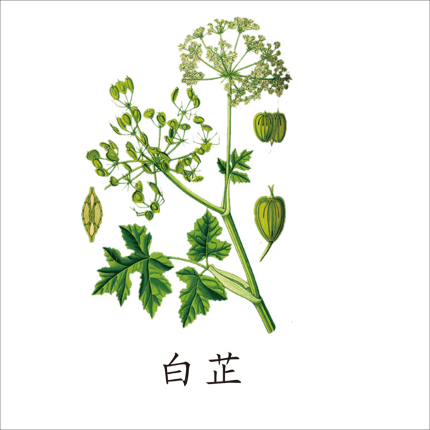 白芷PNG透明图片素材，高清装饰元素与植物设计下载