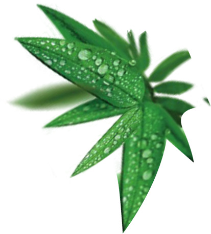 粽叶水珠高清PNG透明图，端午节日元素设计素材下载