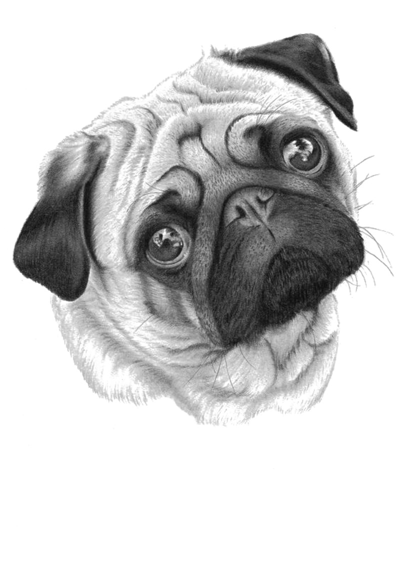 手绘沙皮犬PNG透明图片素材下载，动植物元素动物设计图