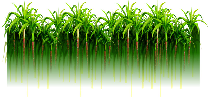 绿色简约甘蔗林高清PNG动植物元素图片，透明背景植物设计素材下载