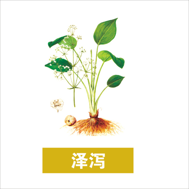 泽泻高清PNG透明图片素材下载，动植物与植物设计元素