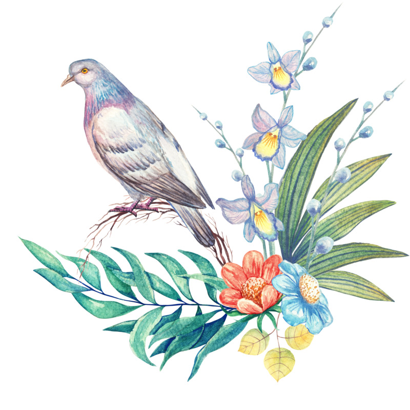 高清手绘水彩花鸟花草PNG透明图片素材，卡通元素设计下载