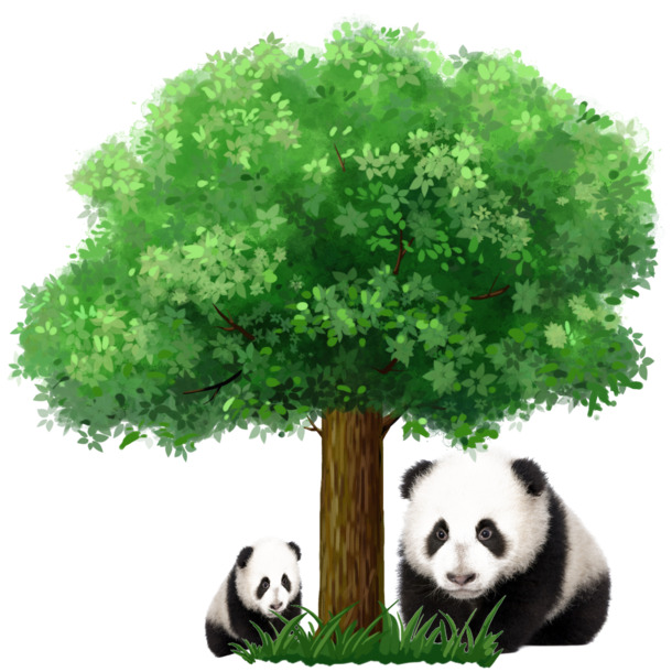 高清熊猫PNG透明图片下载，树下装饰元素，PSD设计素材