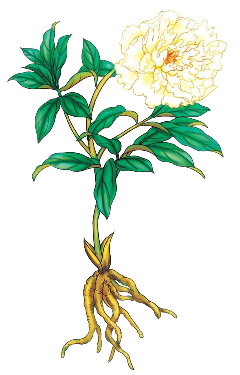 药材PNG透明图片素材，高清装饰花纹元素下载