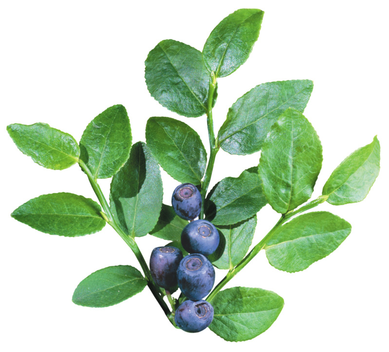 蓝莓多颗绿叶高清PNG透明图片素材，动植物元素植物设计下载
