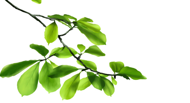 妖系伯言府树叶高清PNG透明图片素材下载，动植物元素植物设计图