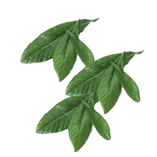 枇杷叶高清PNG透明素材，精美植物装饰图片设计下载