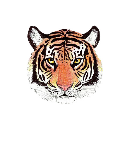 素描虎头高清PNG透明装饰元素，动物设计素材免费下载