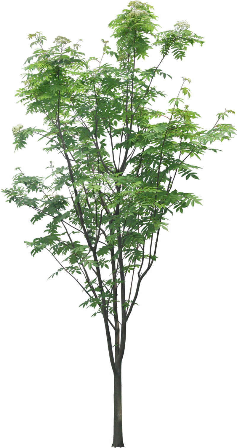香椿树丛高清PNG透明图片素材，动植物与植物设计元素下载