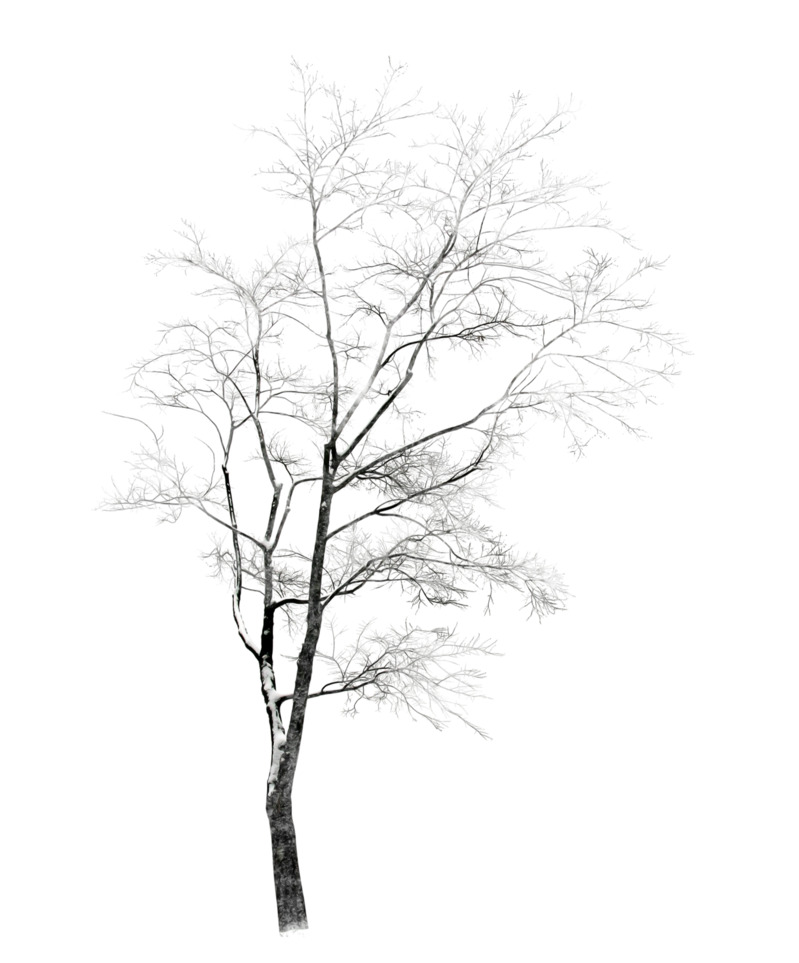 冬日雪景树枝高清PNG透明图，动植物元素植物设计素材下载