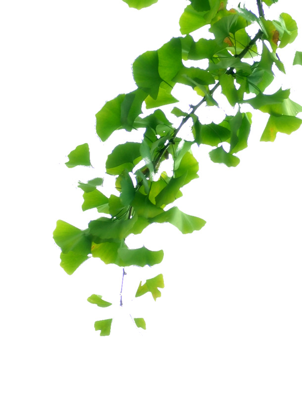 银杏叶高清PNG透明素材，植物装饰元素图片免费下载
