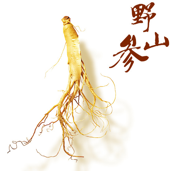 野山参PNG透明图片素材，高清PSD格式装饰元素下载