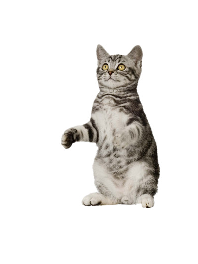 可爱小猫高清PNG素材，创意摄影装饰元素，动物图片设计资源下载