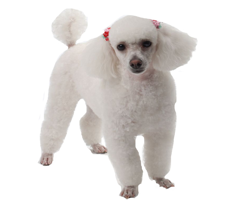 可爱贵妇犬PNG透明图片素材，高清动植物元素动物设计下载