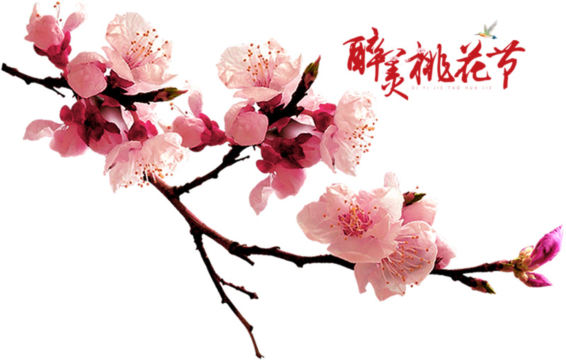 春天桃花节高清PNG透明桃花图案素材，动植物元素植物图片下载