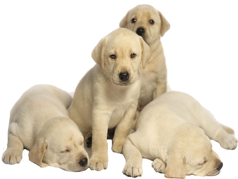导盲犬幼犬PNG透明图片素材，动植物元素融合，高清下载