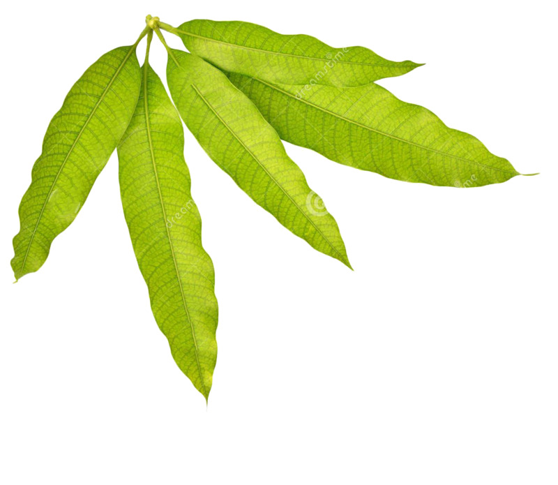 芒果叶高清PNG透明图片素材，动植物元素植物设计下载