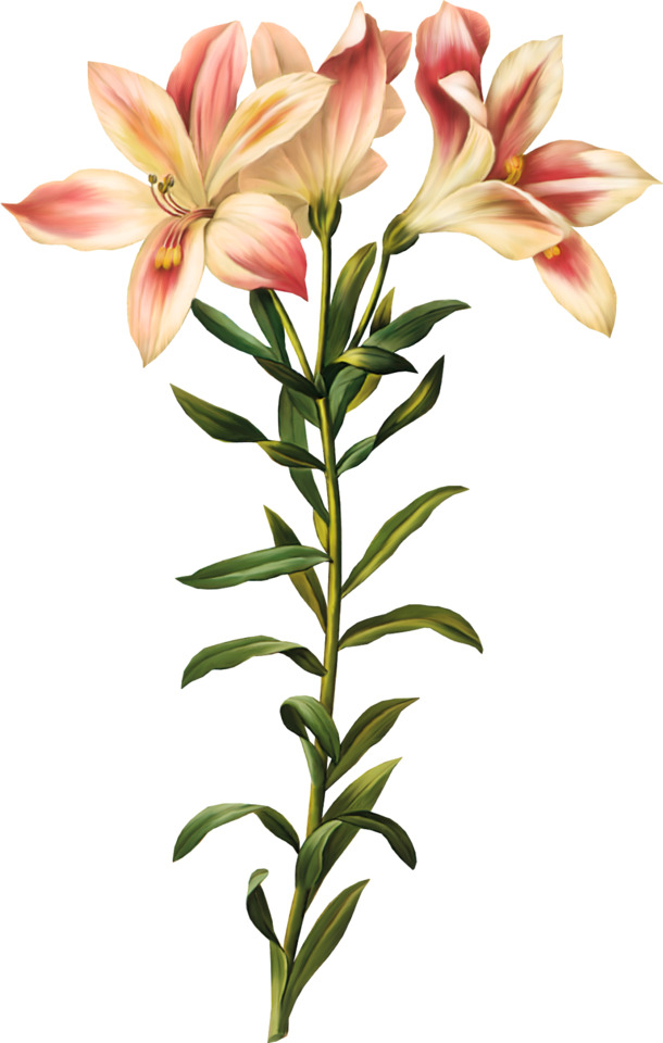 手绘百合花卉PNG透明素材，高清装饰元素下载