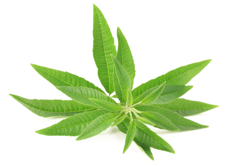 免费下载高清马鞭草PNG透明图片，动植物设计素材