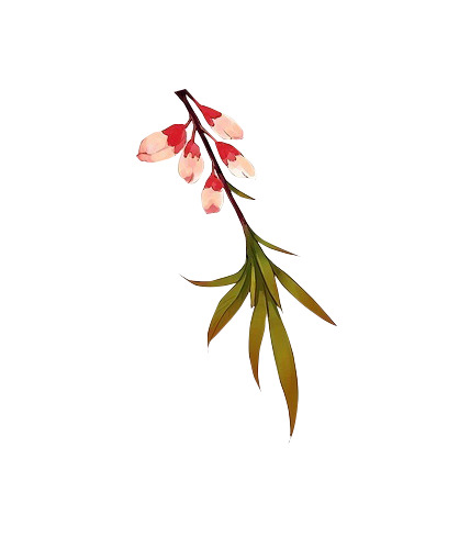 水彩花朵绿叶高清PNG透明漂浮元素设计素材下载