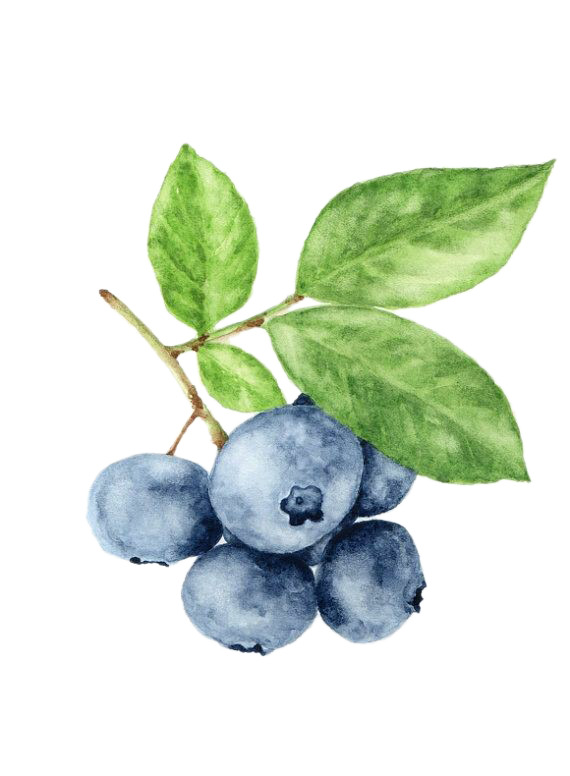 蓝莓高清PNG透明装饰元素植物设计素材下载