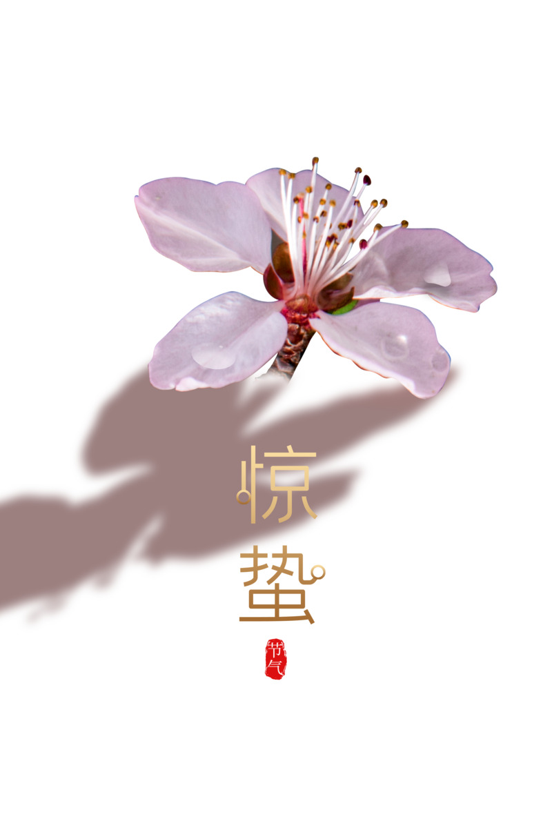 惊蛰节气桃花春天手绘卡通PNG透明图片素材下载