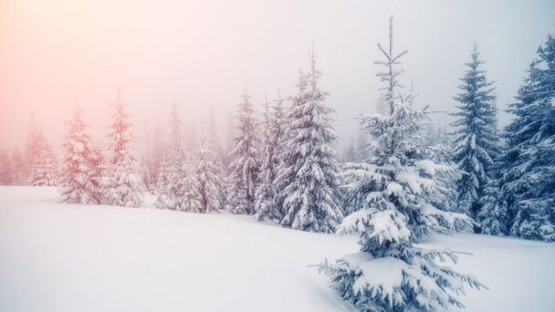 冬季阳光雪地树林PNG透明背景高清摄影素材下载
