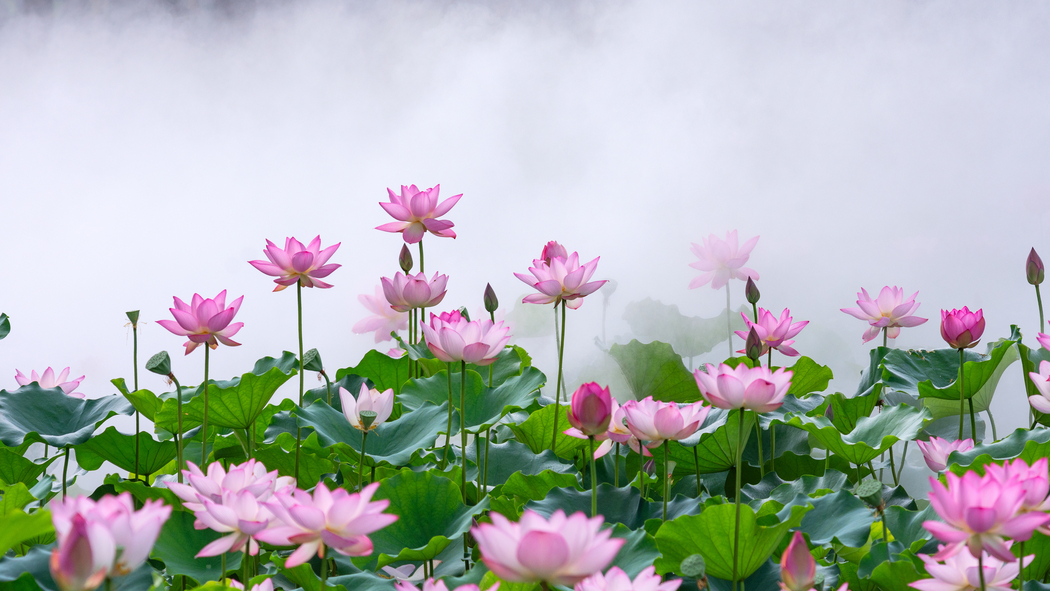 雾中莲花4K超清壁纸 3840x2160 高清风景图片下载