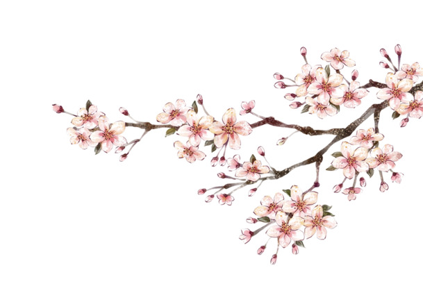 高清梨花PNG透明图片素材，植物装饰元素免费下载