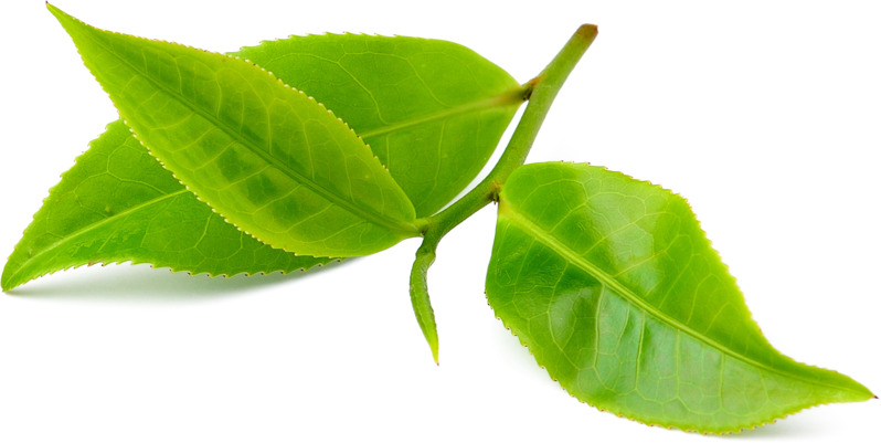 高清PNG透明绿色嫩枝叶素材，动植物元素植物图片设计下载