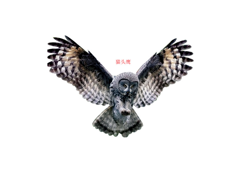 高清PNG透明展翅猫头鹰图片，动植物设计元素素材下载