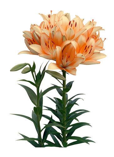 手绘菊花高清PNG透明素材，漂浮花瓣设计图片下载