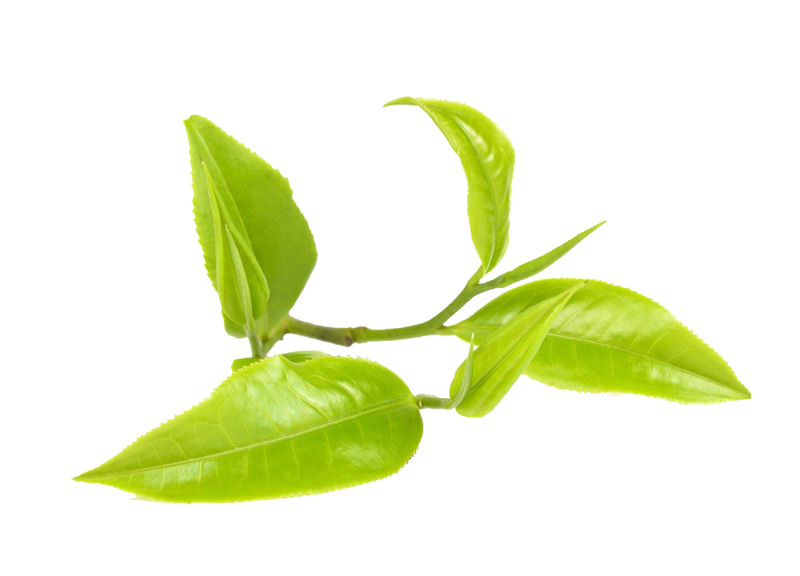 春茶高清PNG透明素材，免费植物装饰元素图片下载