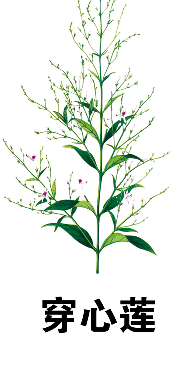 穿心莲高清PNG透明图片素材，植物装饰元素下载
