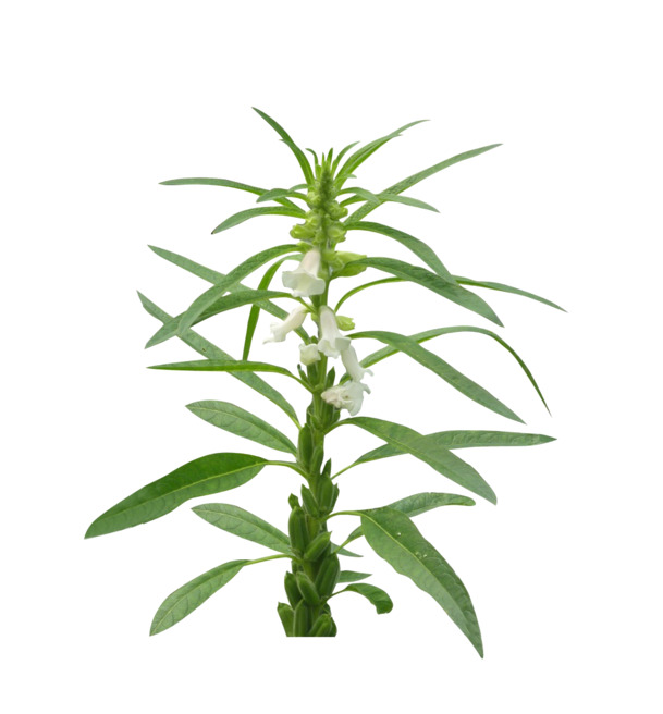 高清PNG芝麻苗透明图片，植物装饰元素设计素材下载