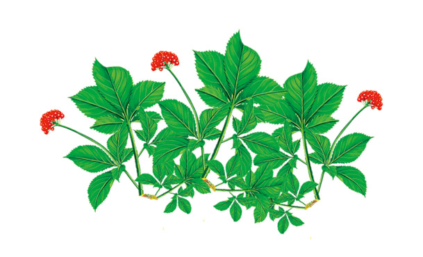 高清人参花PNG透明素材，植物装饰元素设计图免费下载