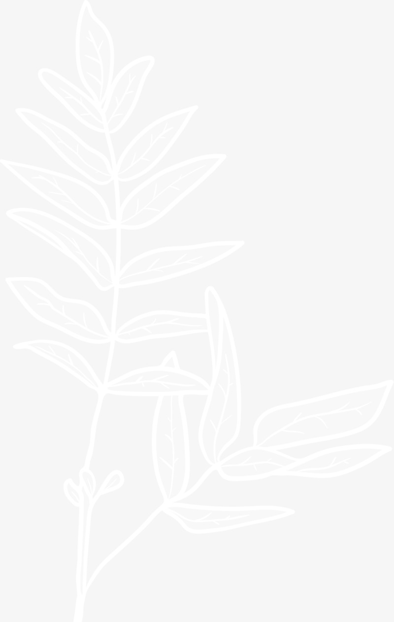 高清白色植物叶子PNG透明背景图案设计素材下载