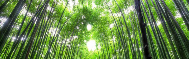 清新竹林背景淘宝海报PNG高清透明素材下载