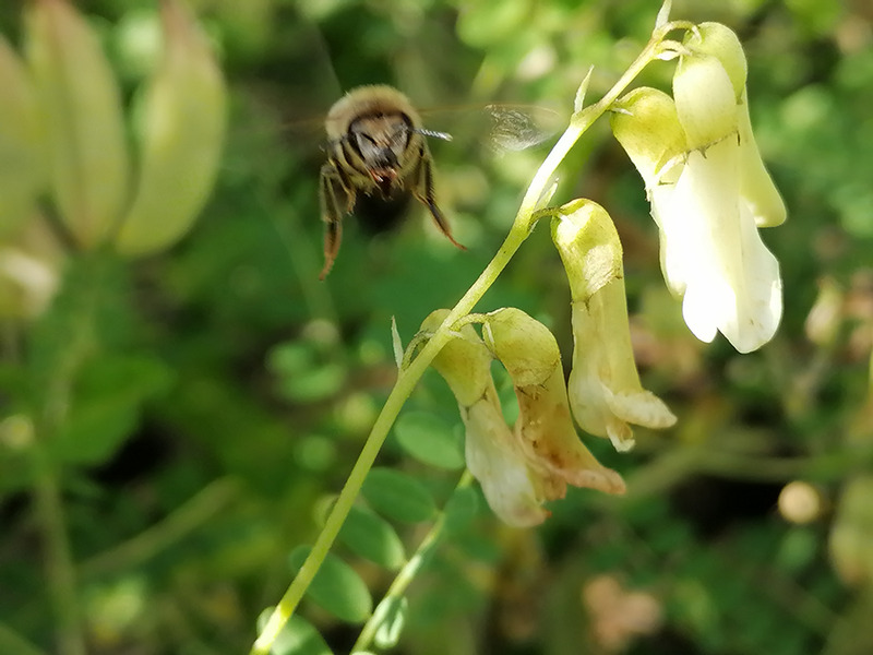 黄芪蜜蜂高清PNG透明背景素材下载