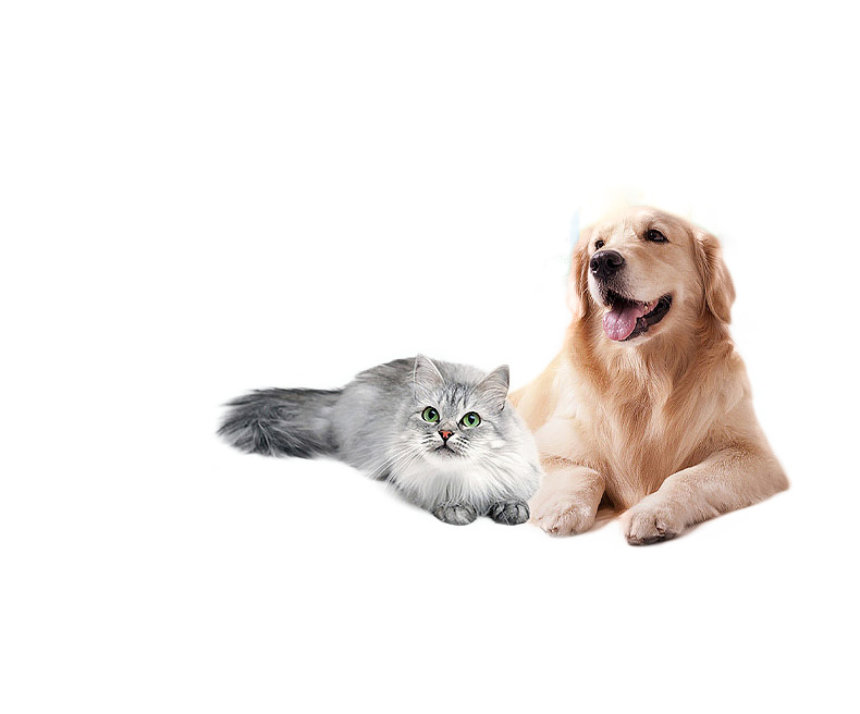 宠物猫狗高清合影PNG图片，透明动植物元素设计素材下载