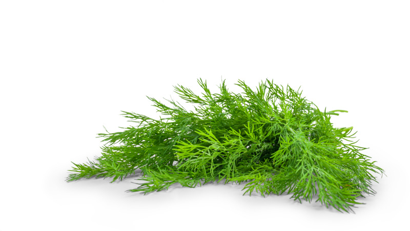高清PNG树叶装饰素材，清新绿植元素免费下载