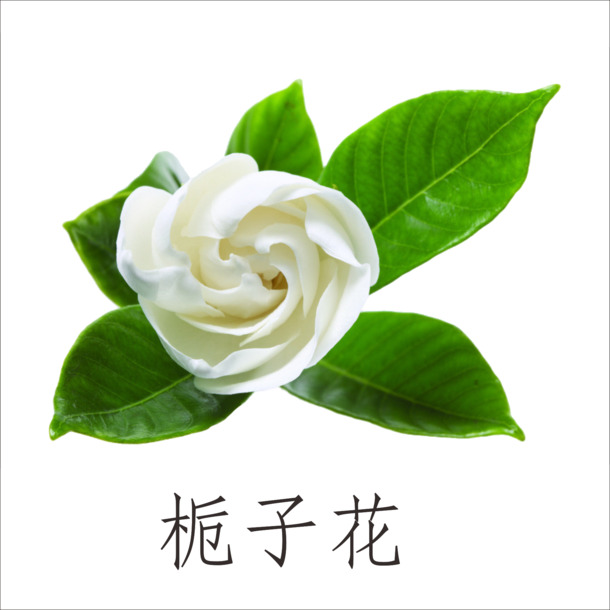 栀子花高清PNG透明图片素材，装饰元素与植物设计下载