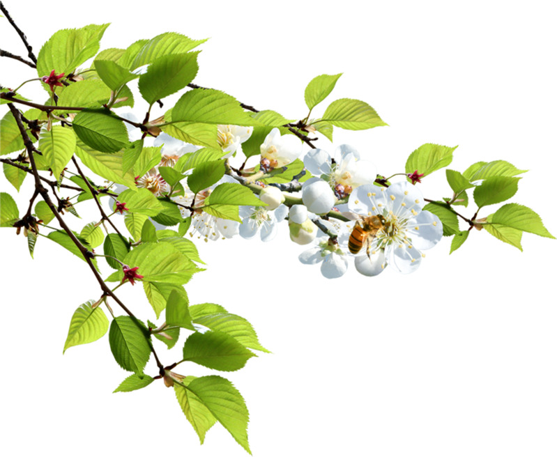 夏日蜜蜂与白色樱花高清PNG透明装饰图片素材下载