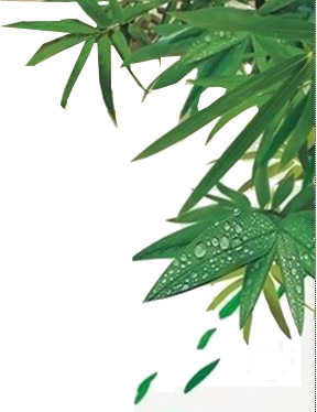 端午节绿色竹叶露珠高清PNG透明图片素材下载