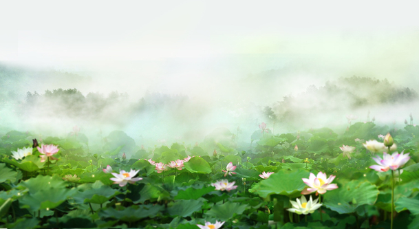 高清PNG荷花池背景素材，绿色茂密，透明图片，适用于Banner海报设计下载