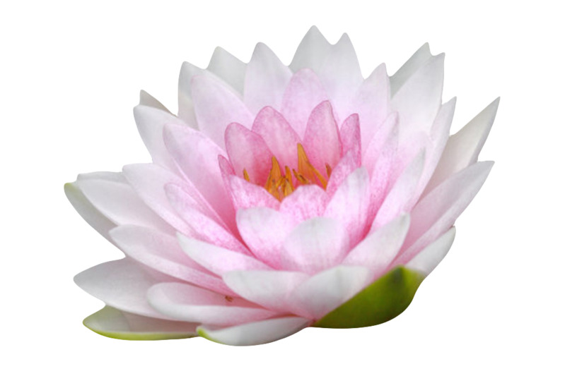 粉白色长叶水芙蓉高清PNG透明图片素材，漂浮花瓣元素，免费下载