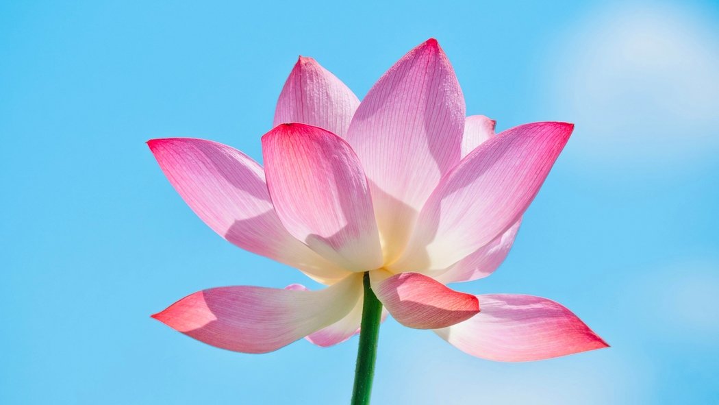 粉色荷花盛放高清4K壁纸，4964x2792风景图片下载
